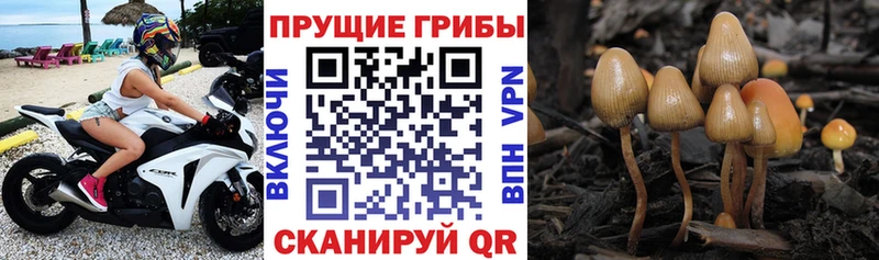 Галлюциногенные грибы прущие грибы Купить закладки Брянск